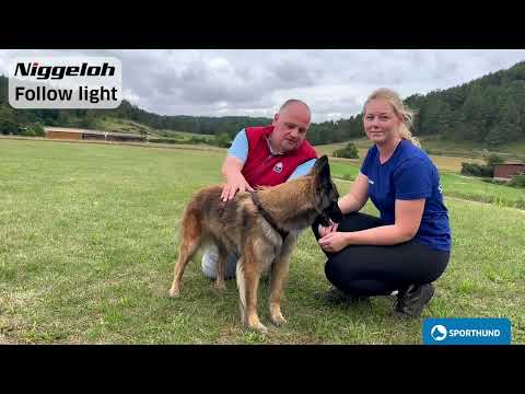 Niggeloh Geschirr Follow light XS